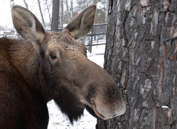 Лось дождался автобуса в Москву