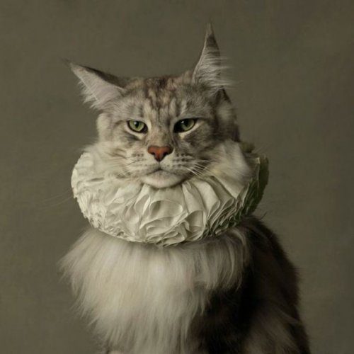 Котэ-приколы
