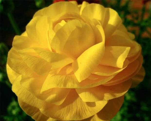 Ранункулюс, или садовый лютик (Yellow ranunculus)