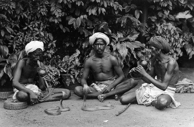 Редчайшие фотографии о повседневной жизни Шри-Ланки в 1880-х годах 14