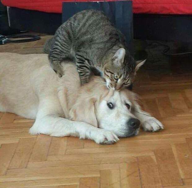 смешные животные, животные придурки, животные засранцы, смешные фото животных