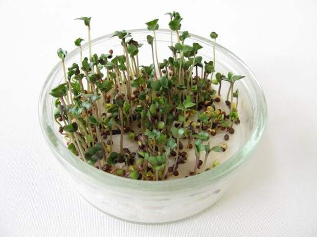 микрозелень вырастить в домашних условиях