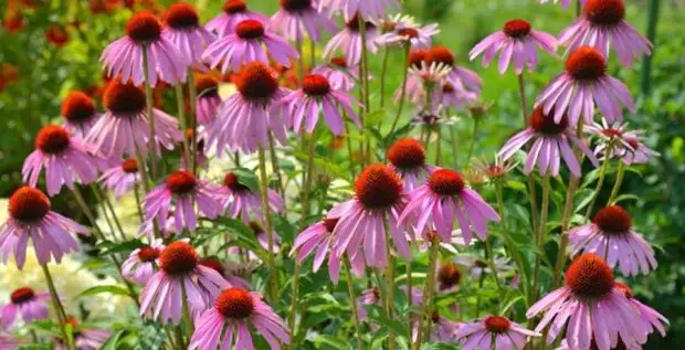 2 цветковых растения, которые отлично "приживаются" в жарком климате