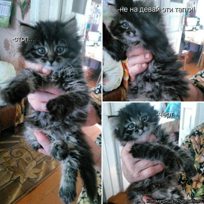 Лучшие котоматрицы недели (50 фото)