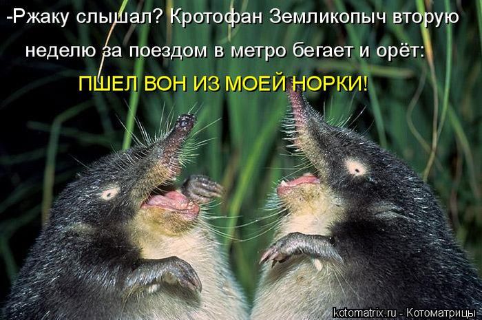 Лучшие котоматрицы недели (50 фото)
