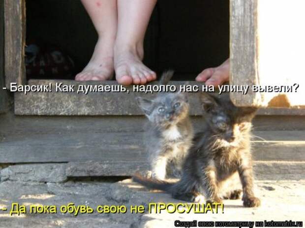 Новые смешные котоматрицы (36 шт)
