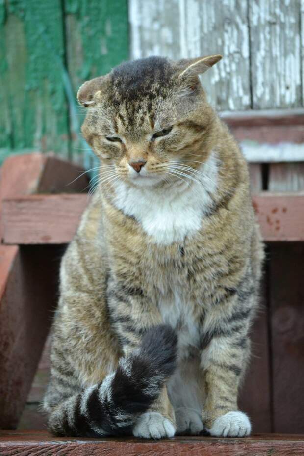 Очень колоритные уличные коты город, домашние животные, кот, кошка, эстетика