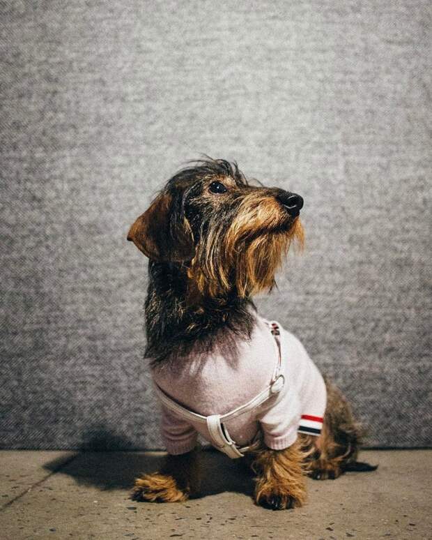 Самая модная собака Нью-Йорка - жесткошерстная такса Гектор дизайнер, собака, такса