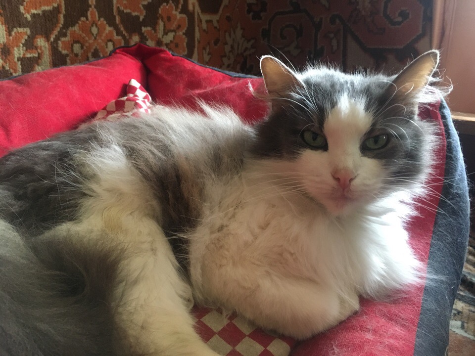 кошка