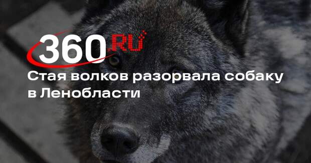 Источник 360.ru: в Лужском районе Ленобласти волки разорвали собаку