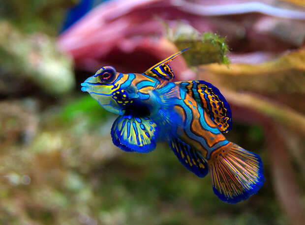 Mandarinfish 3 Рыбка мандаринка