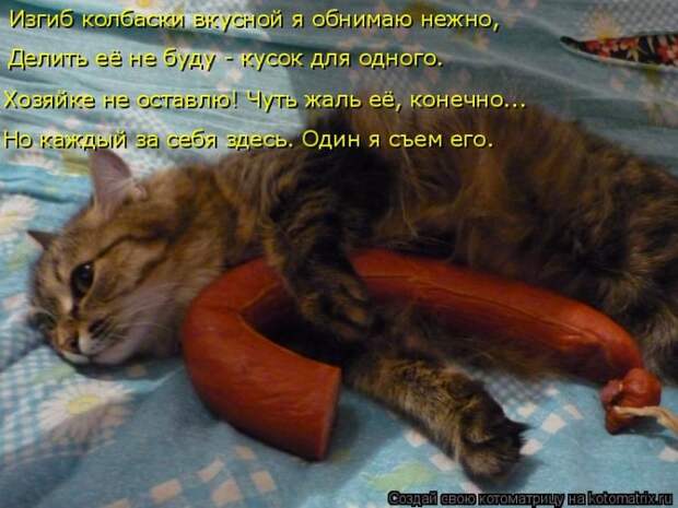 Лучшие котоматрицы недели (50 фото)