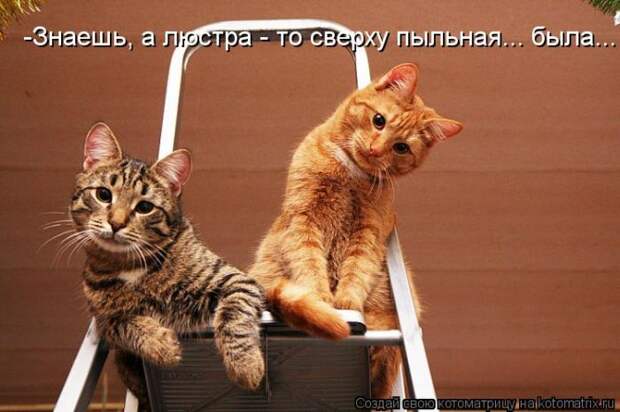 Лучшие котоматрицы недели Лучшие котоматрицы недели