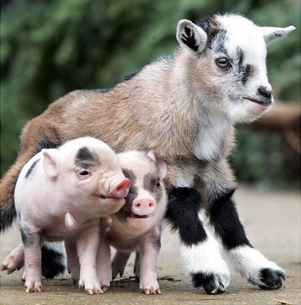 InterspeciesFriends12 InterspeciesFriends12 Самые трогательные примеры дружбы среди животных