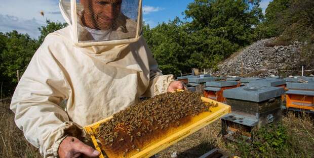 Украинские пасечники решили помочь Канаде восстановить популяцию пчел