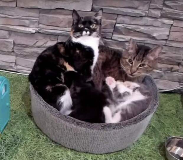 помощь брошенным котятам котята и взрослый кот