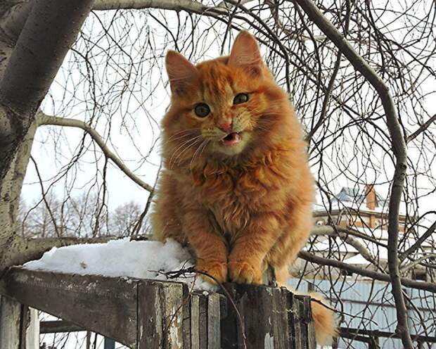 Siberian Cat