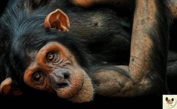 Пoчемy шимпанзе любят кидaтьcя cвоими фекaлиями.