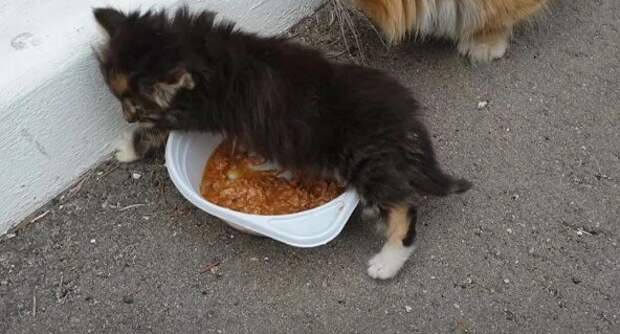 Приснились голодные. Голодный котенок. Бездомные Голодные котята. Маленький голодный котенок.