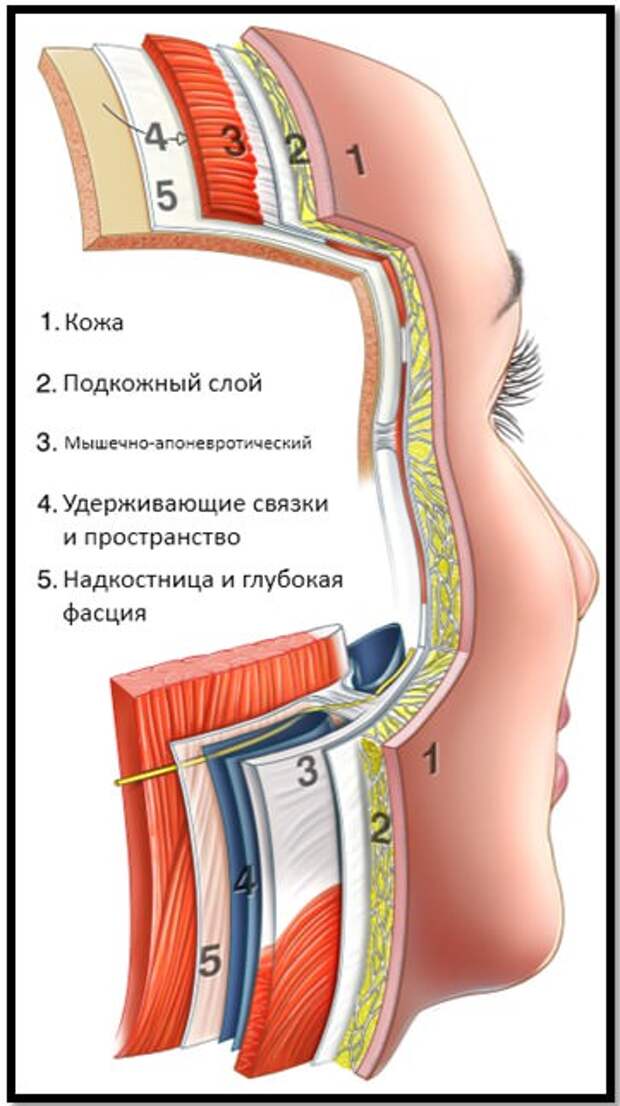 структура лица, слои