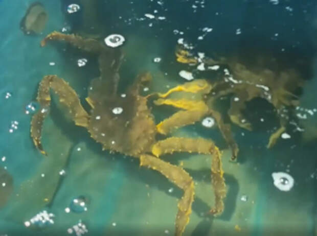 В Мурманской области полицейские перекрыли канал незаконного сбыта крабов