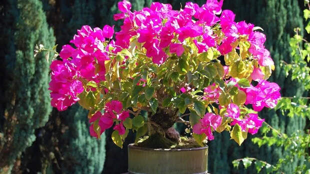 Эффектная бугенвиллия, цветок который обязательно должен быть в вашем саду