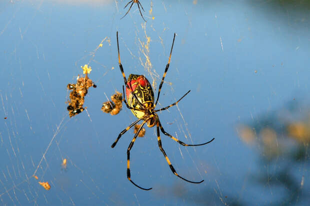Летающие пауки размером с ладонь научились справляться с автомобилями