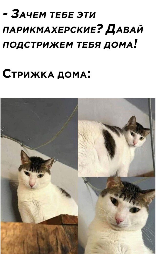 Прикольные картинки и мемы