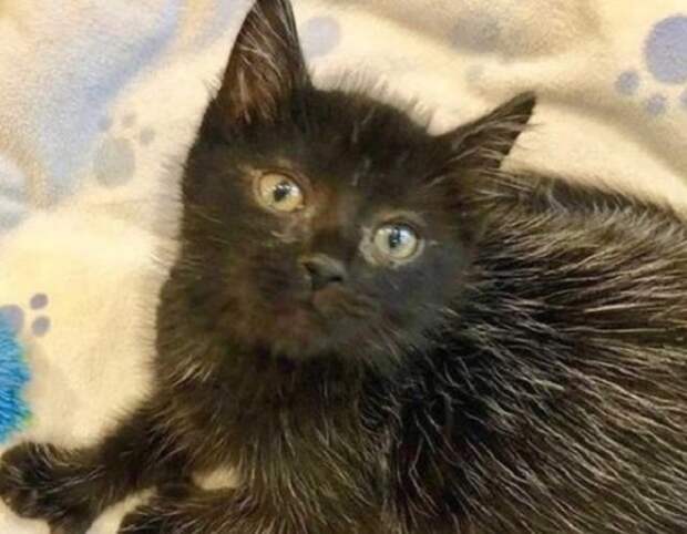 Черный котенок