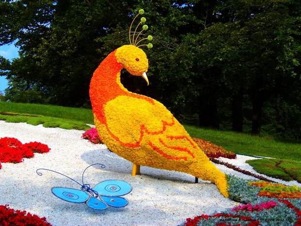 Выставка цветов 2012 в Киеве.