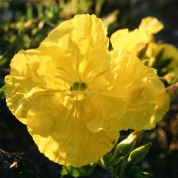 Энотера (Oenothera greggii)