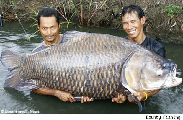 Самая большая рыба фото