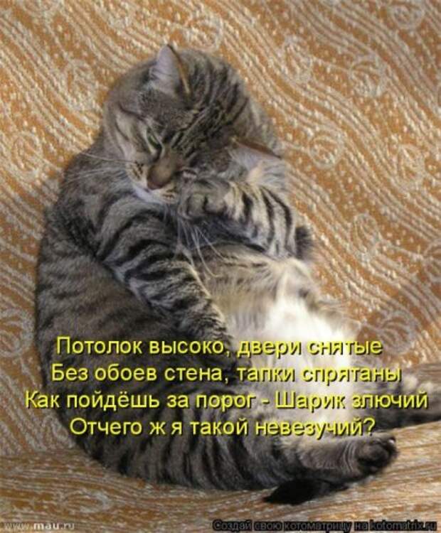 Новая котоматрица за неделю