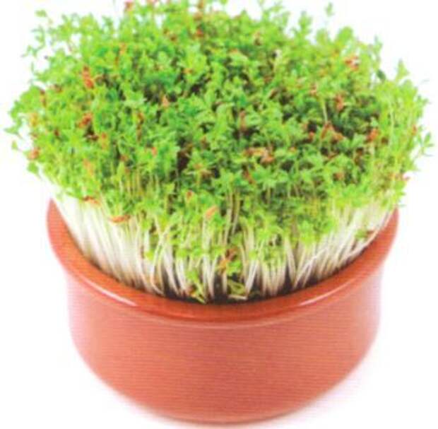 Document_51 (343x336, 32Kb)