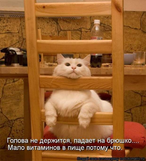 Лучшие котоматрицы недели Лучшие котоматрицы недели