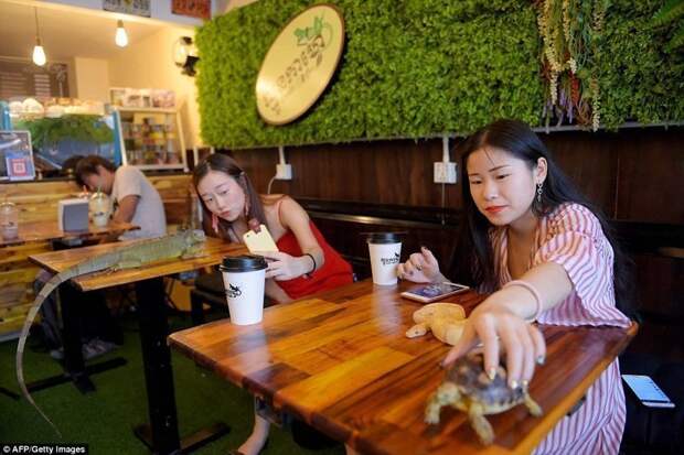 Кафе в столице Камбоджи решило всерьез побороться за репутацию рептилий