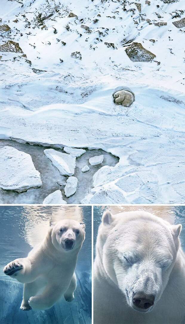 1. Белый медведь вымирающие животные, животные, животные фото, исчезающие виды, исчезающие животные, редкие виды, редкие животные, угроза исчезновения
