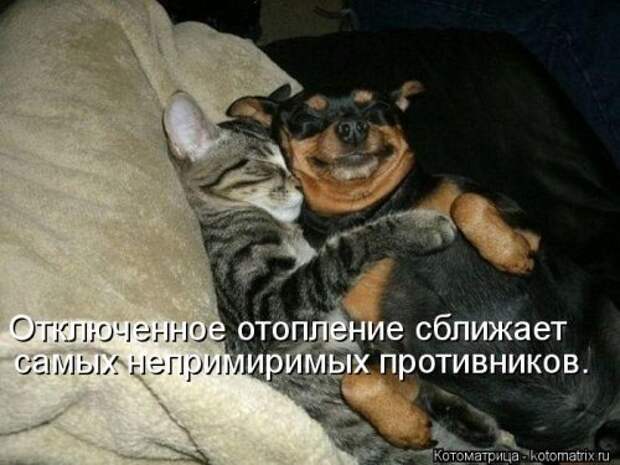 Новые смешные котоматрицы (36 шт)