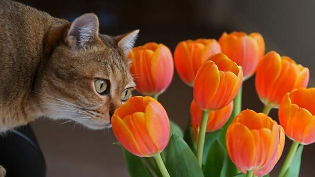 тюльпаны, цветы, Кот, любопытство