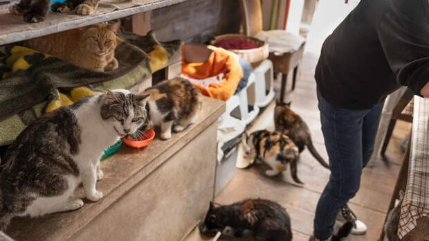 Психолог рассказала, какое количество животных в доме указывает на расстройство