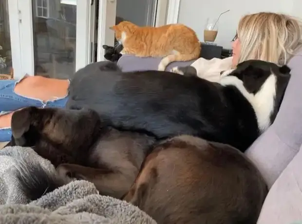 Питомцы, которые не знают границ когда, нравится, просто, смотрю, через, моюсь»«Это, просыпаюсь, достаточно, чтобы, занять, Иногда, стул»Когда, контролирует, питомцы, понятие, личных, границ, перестаёт, живут, огромны«Это