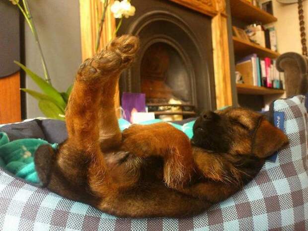 a.baa-Funny-cute-sleeping-dog