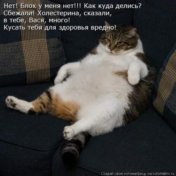 Котоматрицы(картинки с надписями)