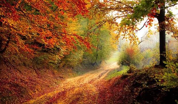 Осень/ Фото pixabay.com