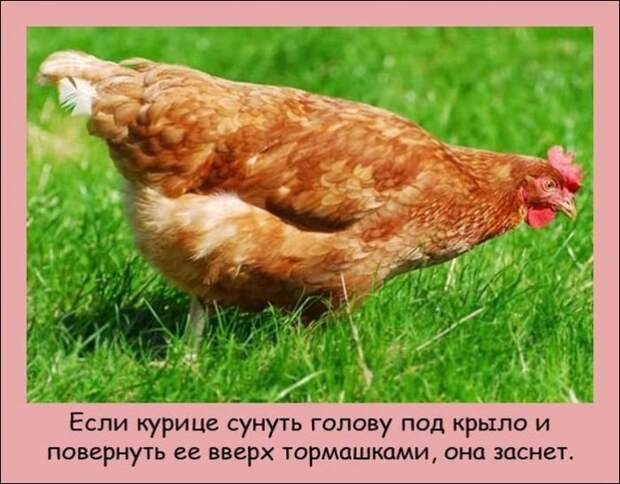 Интересные факты (20 фото)
