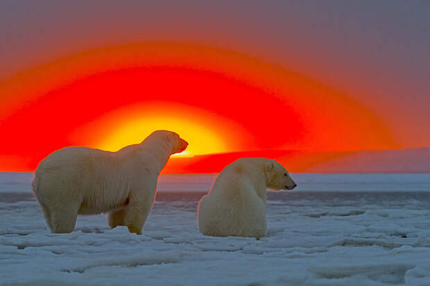 Белые медведи и великолепный закат на Аляске bearsnsunset01 Белые медведи и великолепный закат на Аляске