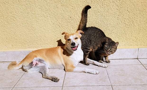 Кот и пес два раза сдали хозяина судебным приставам