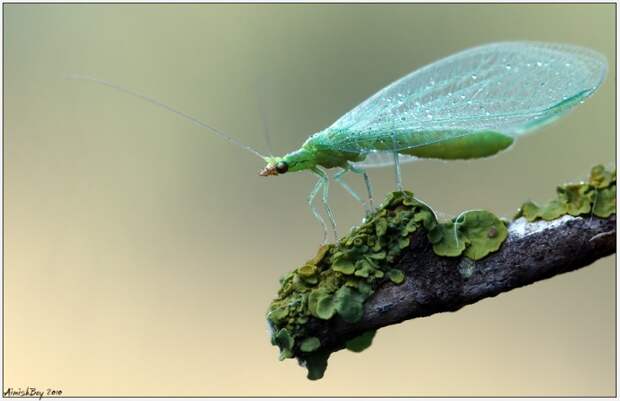 Красочные макрофотографии насекомых от Nadav Bagim 