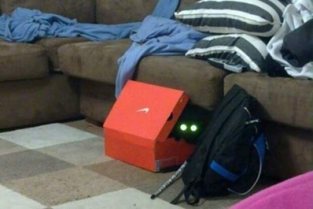 Коты в засаде