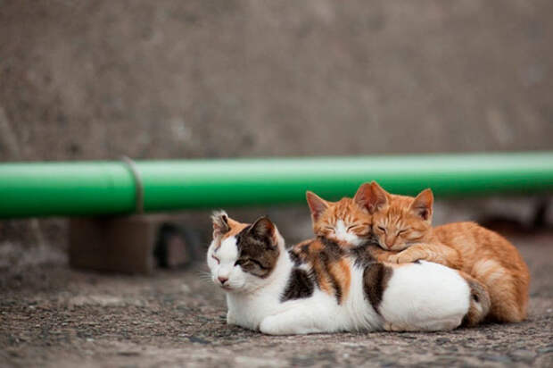 Кошачий рай на японском острове